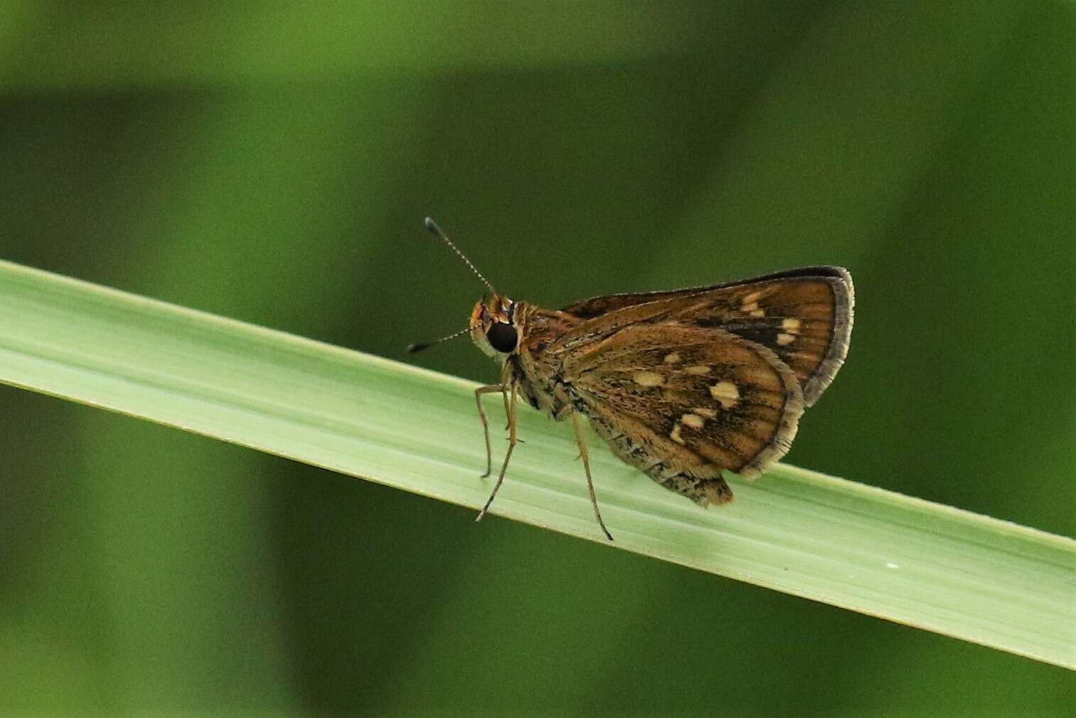 Image of Taractrocera ardonia Hewitson 1868