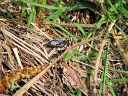 Image of Ashy Mining Bee