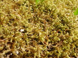 Image of goose neck moss