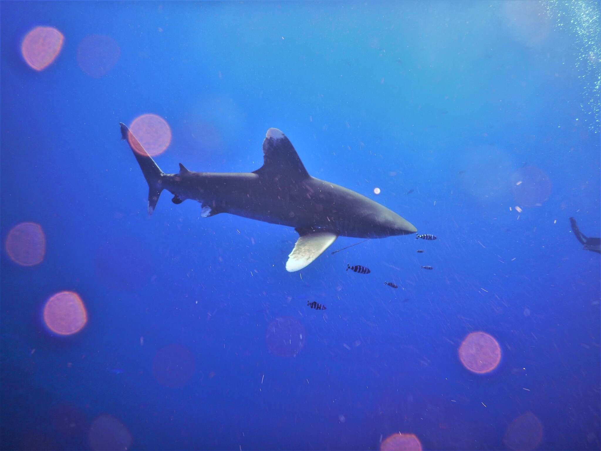 Image de Requin Océanique
