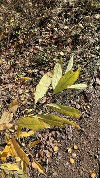 Image of Salix rhamnifolia Pall.