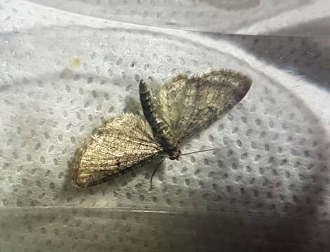 Eupithecia subfuscata Haworth 1890 resmi