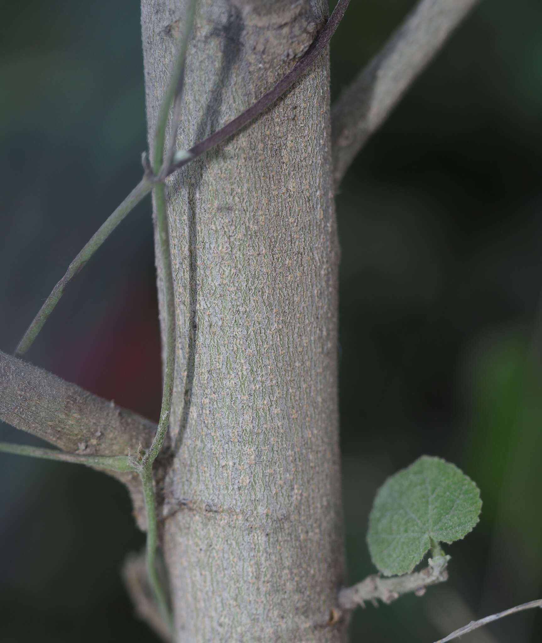 Image of Abutilon dugesii S. Wats