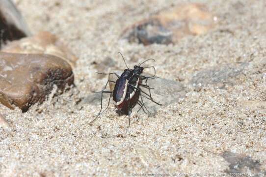 Image of Cobblestone Tiger Beetle