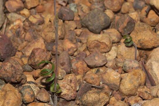 Image of Thelymitra speciosa Jeanes