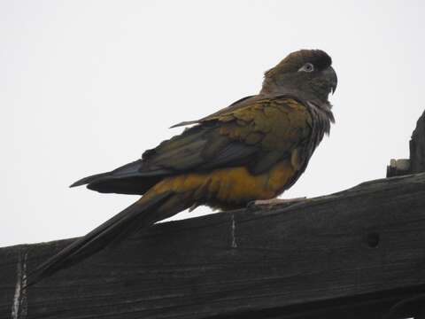 صورة Cyanoliseus patagonus patagonus (Vieillot 1818)