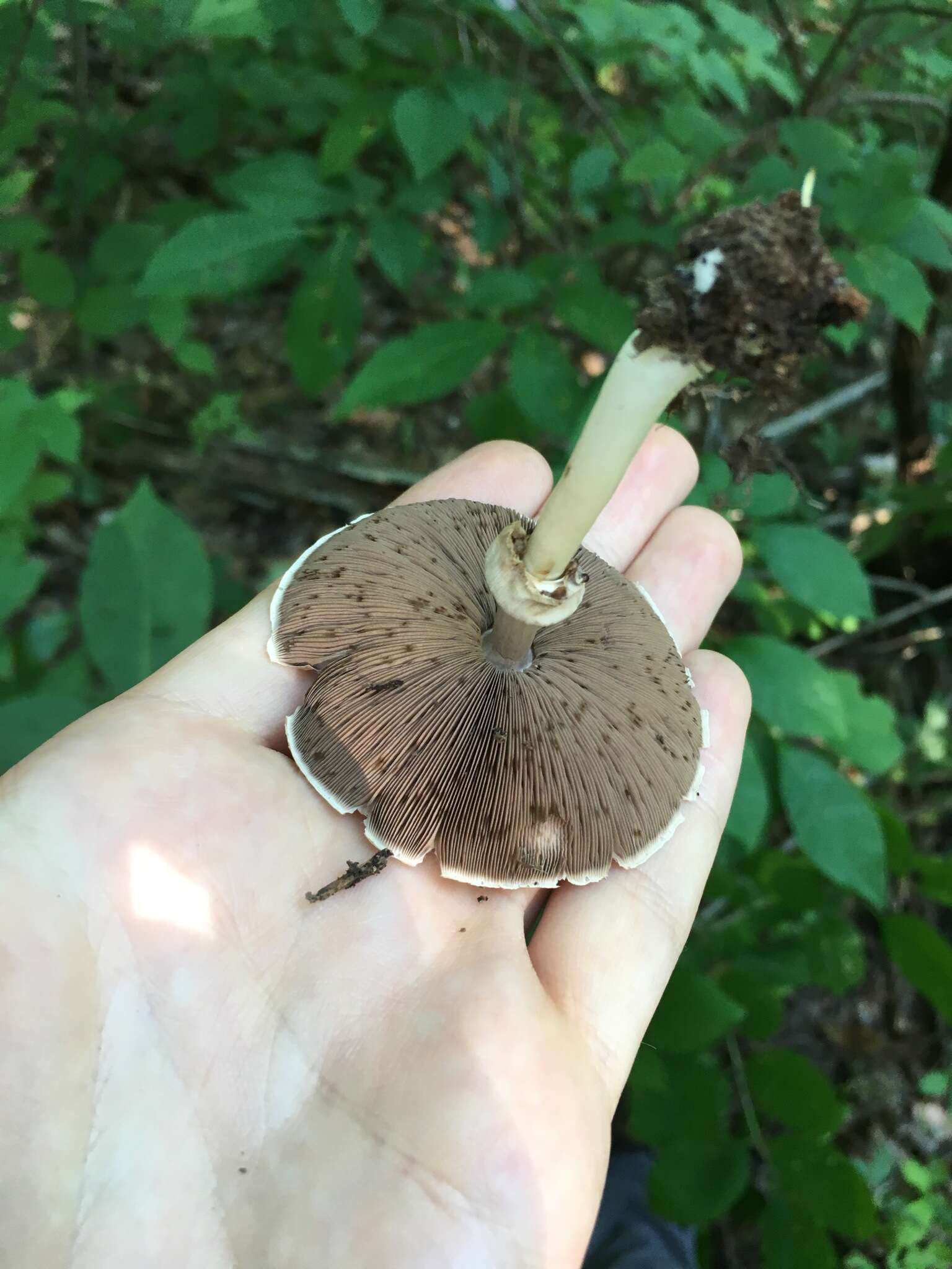 Image of Agaricus leptocaulis Kerrigan 2016