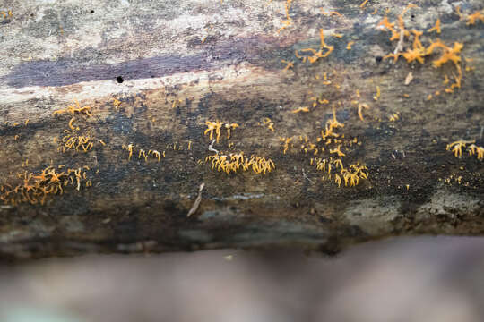 Imagem de Calocera viscosa (Pers.) Fr. 1821