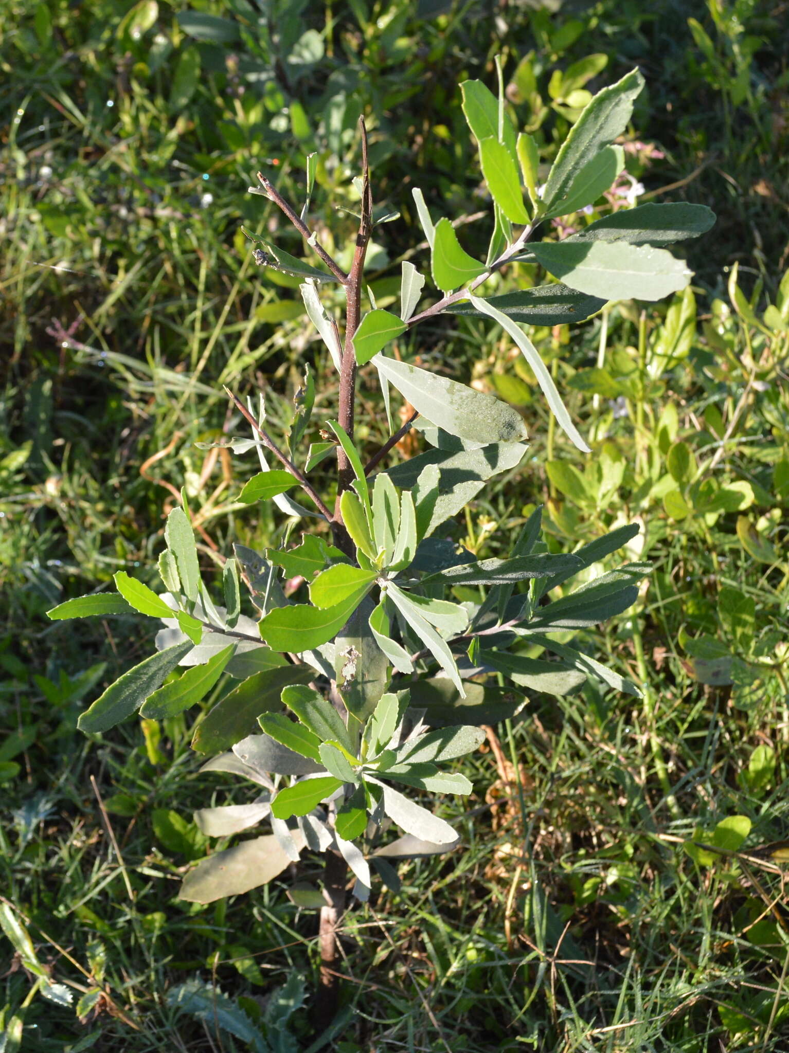 Plancia ëd Tessaria integrifolia var. ambigua (DC.) S. E. Freire