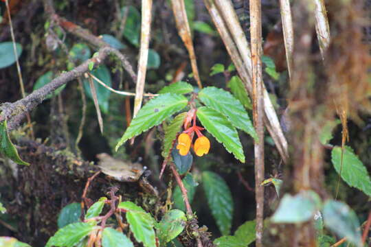 Слика од Begonia silverstonei Jara