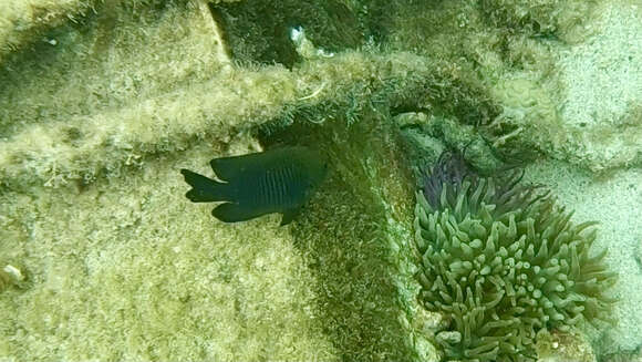 Image of Honey Damselfish