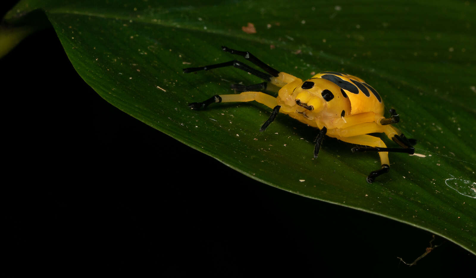 Image of Platythomisus octomaculatus (C. L. Koch 1845)