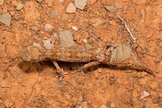 Image of Byrne's Gecko