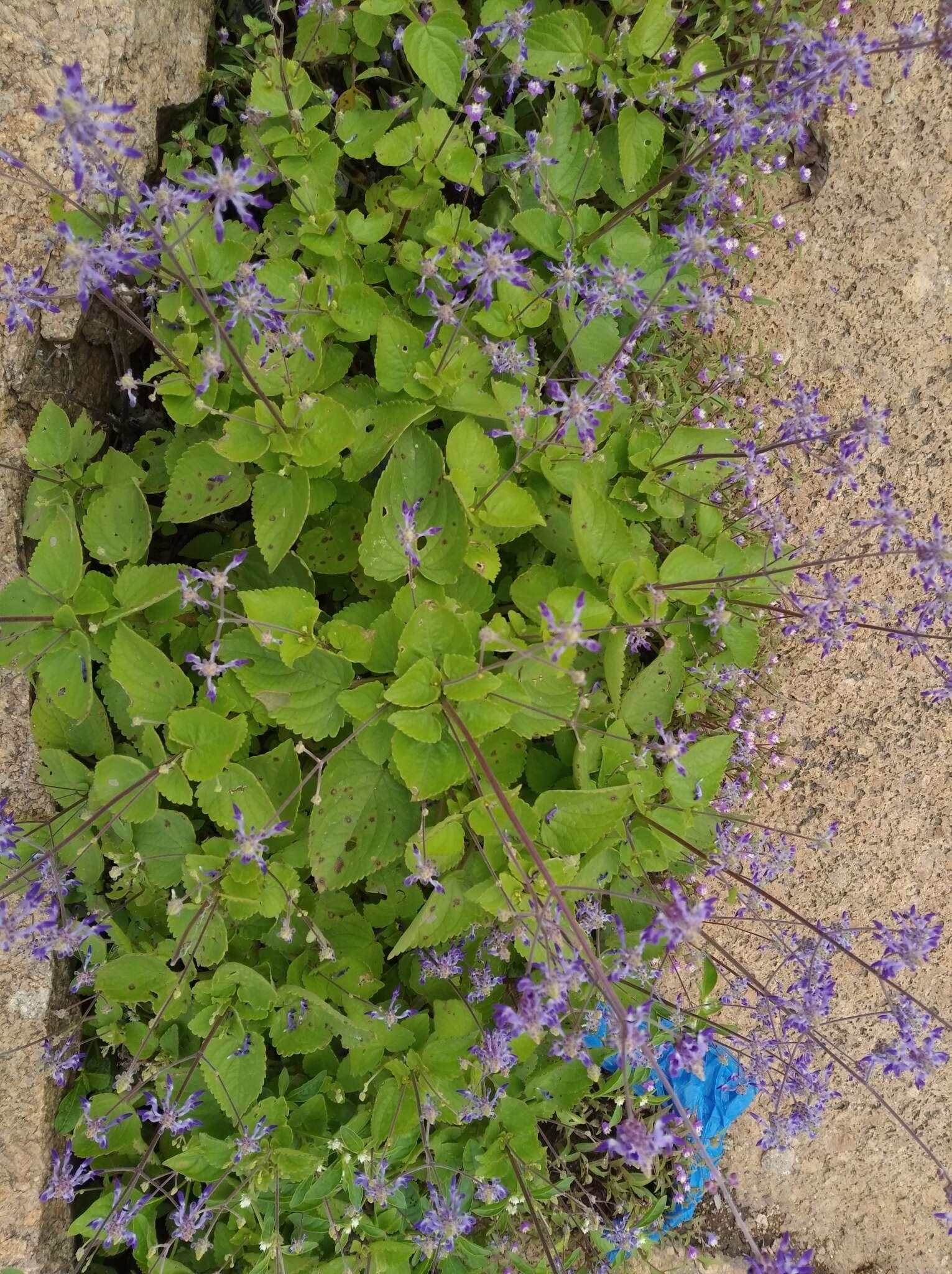 Image of <i>Coleus strobilifer</i>