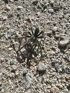 Image of Mojave Desert Dwarf Tarantula
