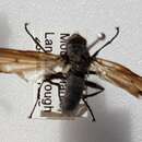 Image of Bat-winged fly