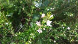 Image de Boronia alulata Soland. ex Benth.