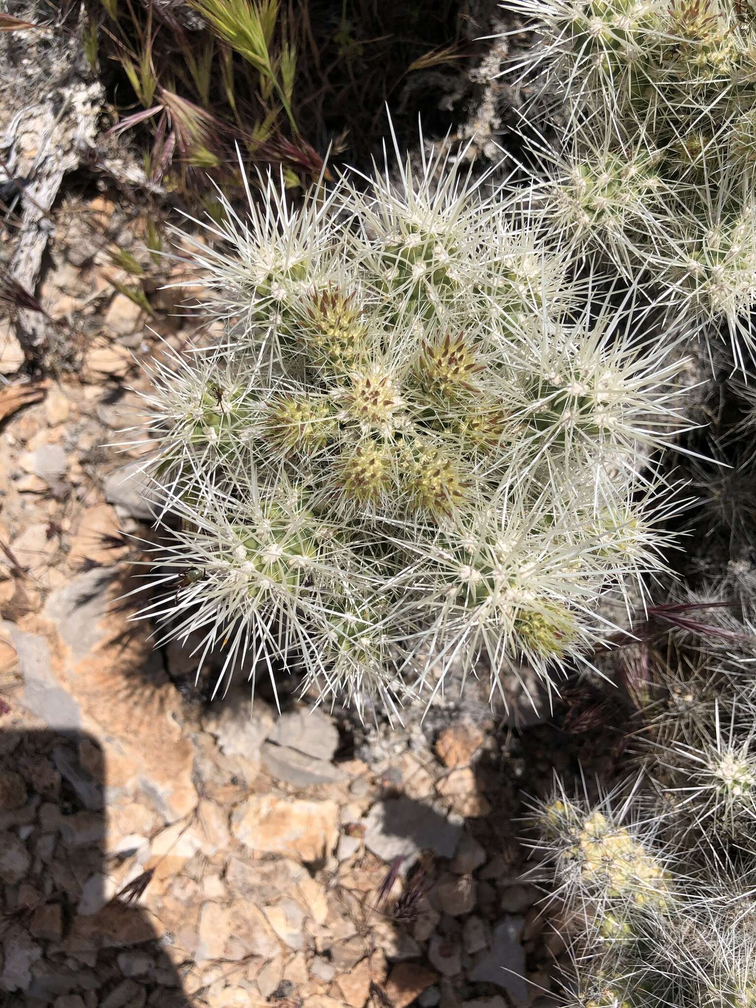 Слика од Cylindropuntia multigeniculata (Clokey) Backeb.