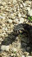 Image of Palestine Viper