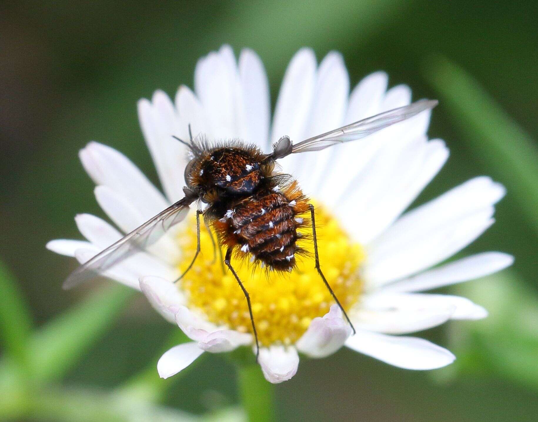 Image of Elegant Bee Fly