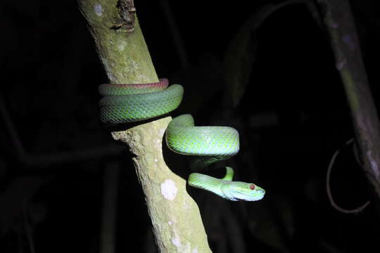 Image of White-lipped island pitviper