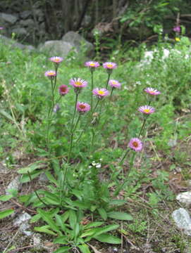 Image de Erigeron caucasicus Stev.