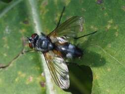 Atylostoma tricolor (Mik 1884)的圖片