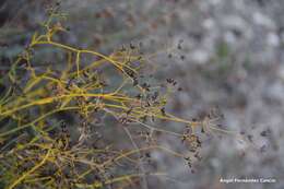 Image of Bupleurum fruticescens Loefl. ex L.