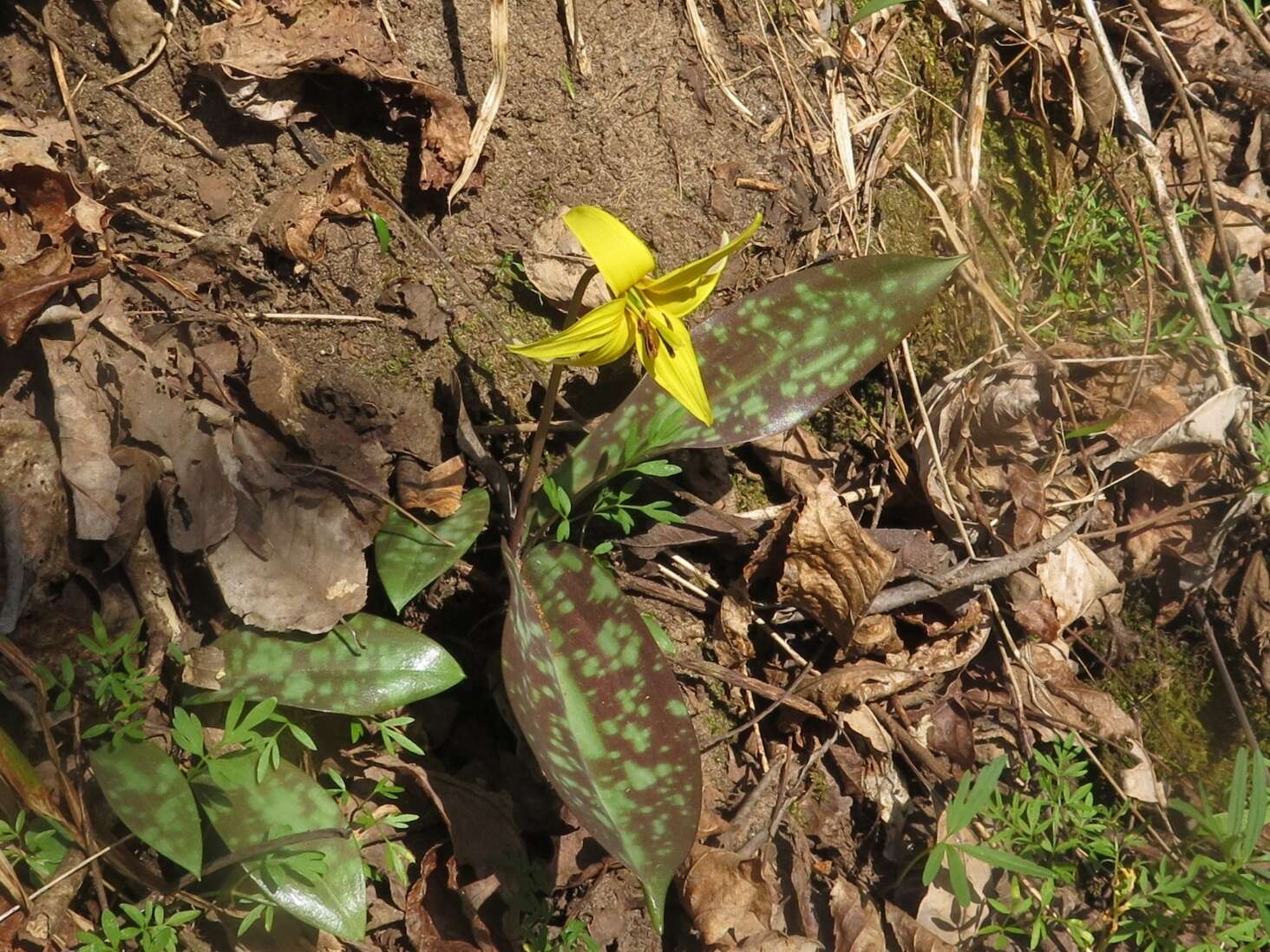 Image of dogtooth violet