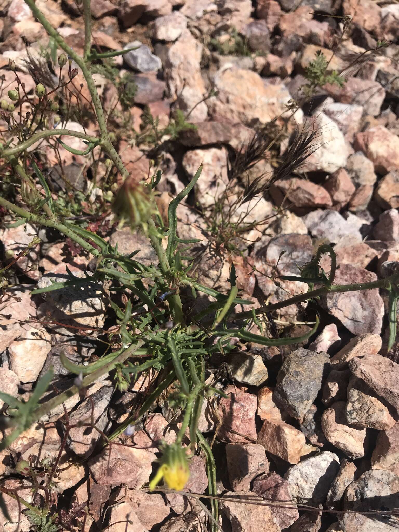 Слика од Calycoseris parryi A. Gray