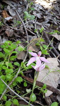 Image of Pink fairy orchid