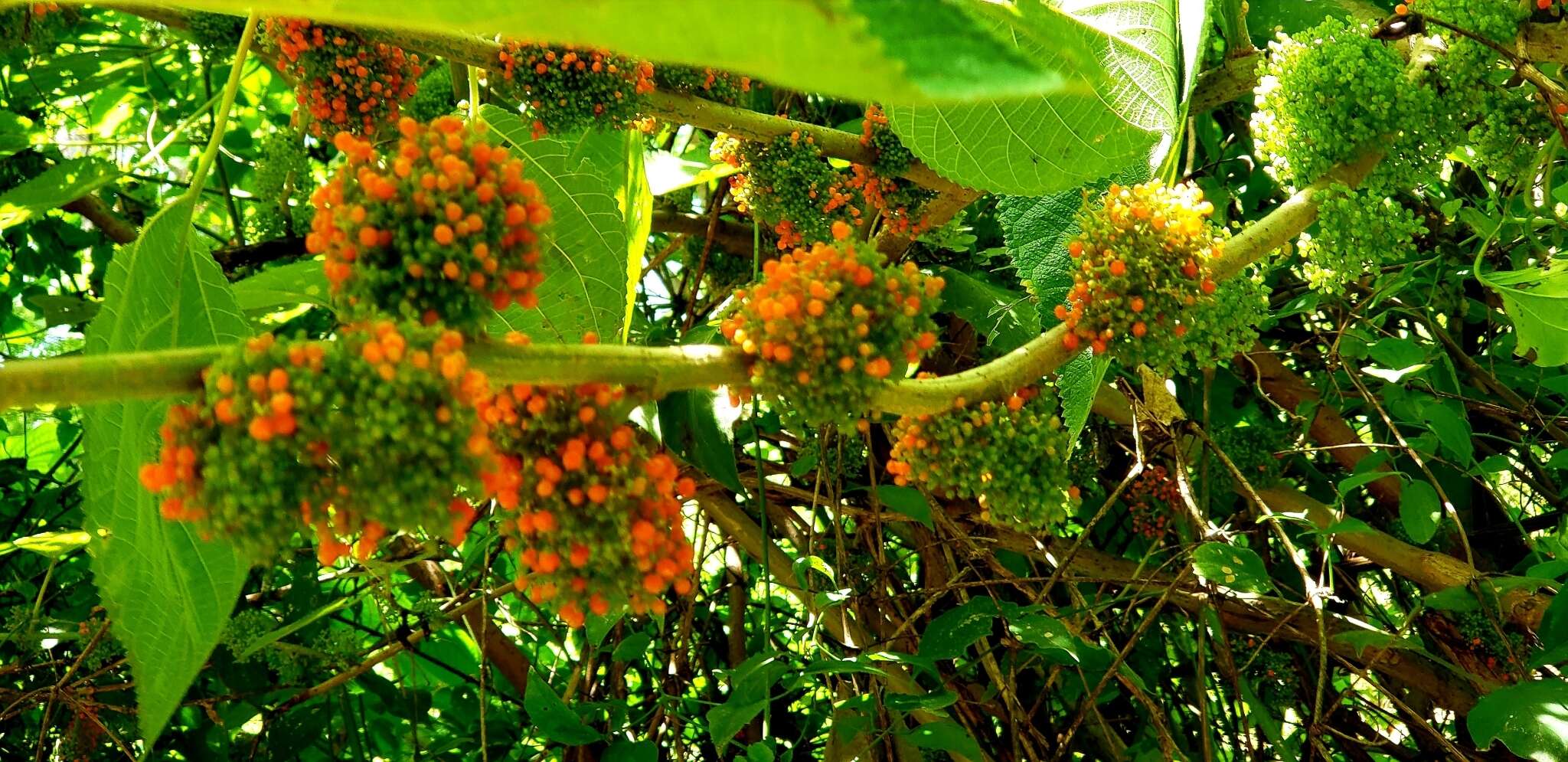 Imagem de Urera caracasana (Jacq.) Griseb.