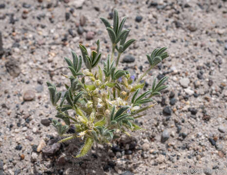 Image of Intermountain lupine