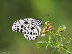 Image of Ideopsis gaura perakana Fruhstorfer 1898