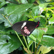 صورة <i>Parides eurimedes mylotes</i> (Bates 1861)