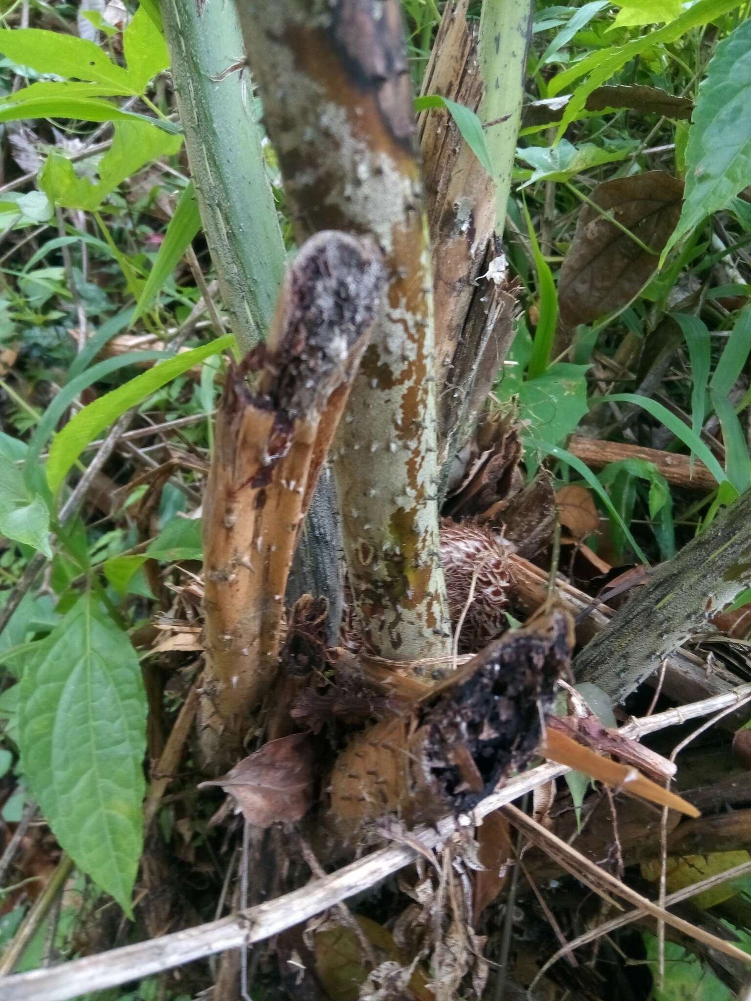 صورة Cyathea horrida (L.) Sm.