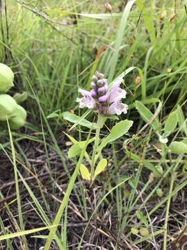 Image of rattlesnake flower