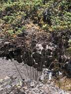 Image of rough bentgrass