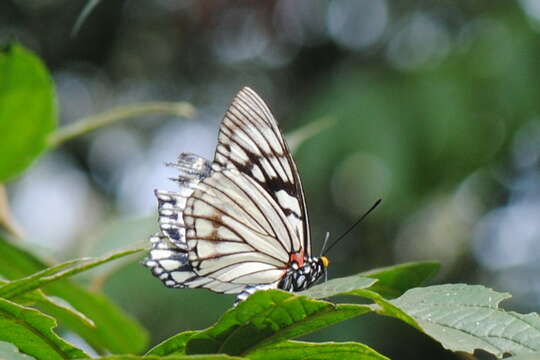 Imagem de Euripus consimilis meridionalis Wood-Mason 1881