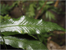 Image of Asplenium griffithianum Hook.