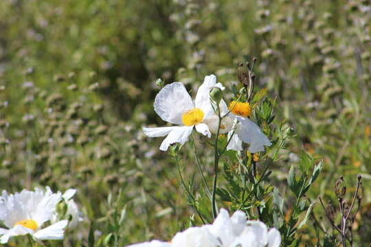 Image of Coulter's Matilija poppy