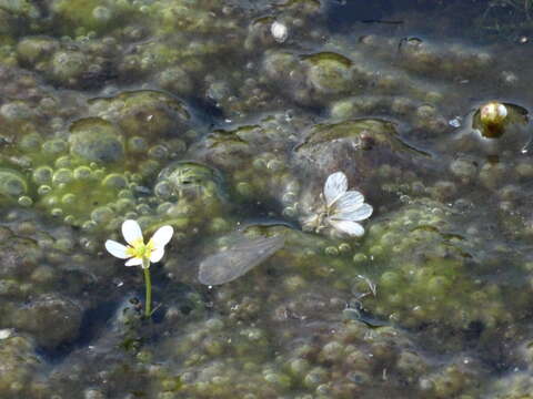 Image of Common Water-crowfoot