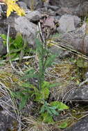 Image of Saussurea parviflora (Poir.) DC.
