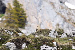 Plancia ëd Monticola saxatilis (Linnaeus 1766)