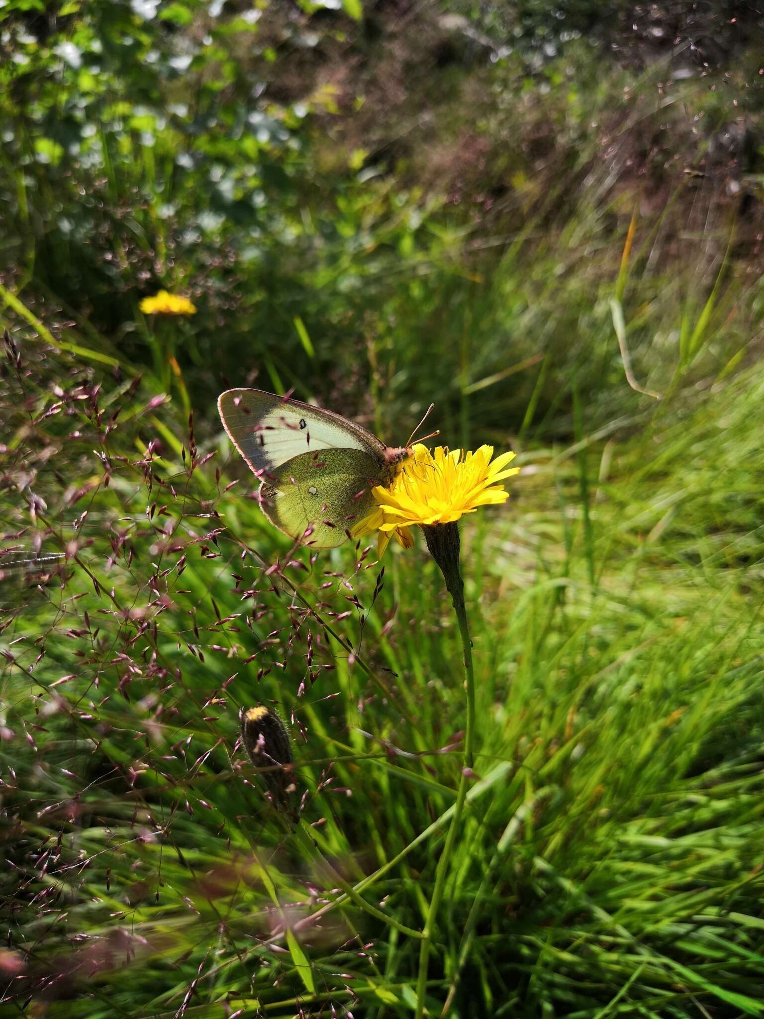 Image de solitaire