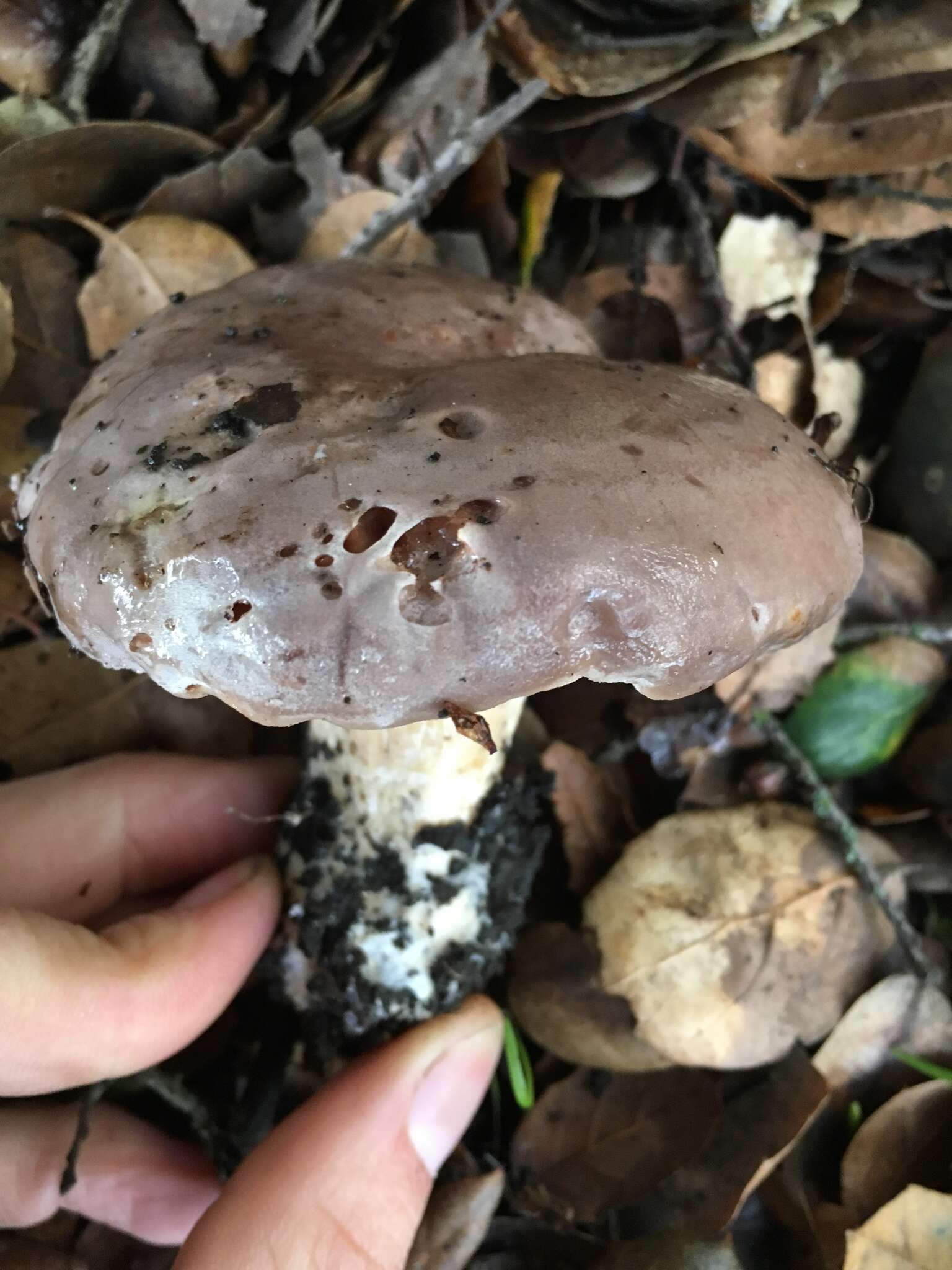 Слика од Lactarius argillaceifolius Hesler & A. H. Sm. 1979