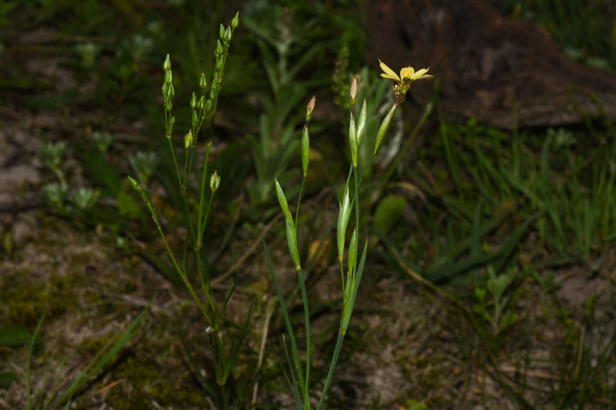 Sisyrinchium pachyrhizum Baker的圖片