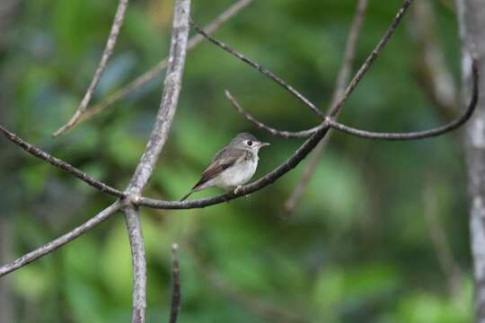 Image of Brown-breasted Flycatcher