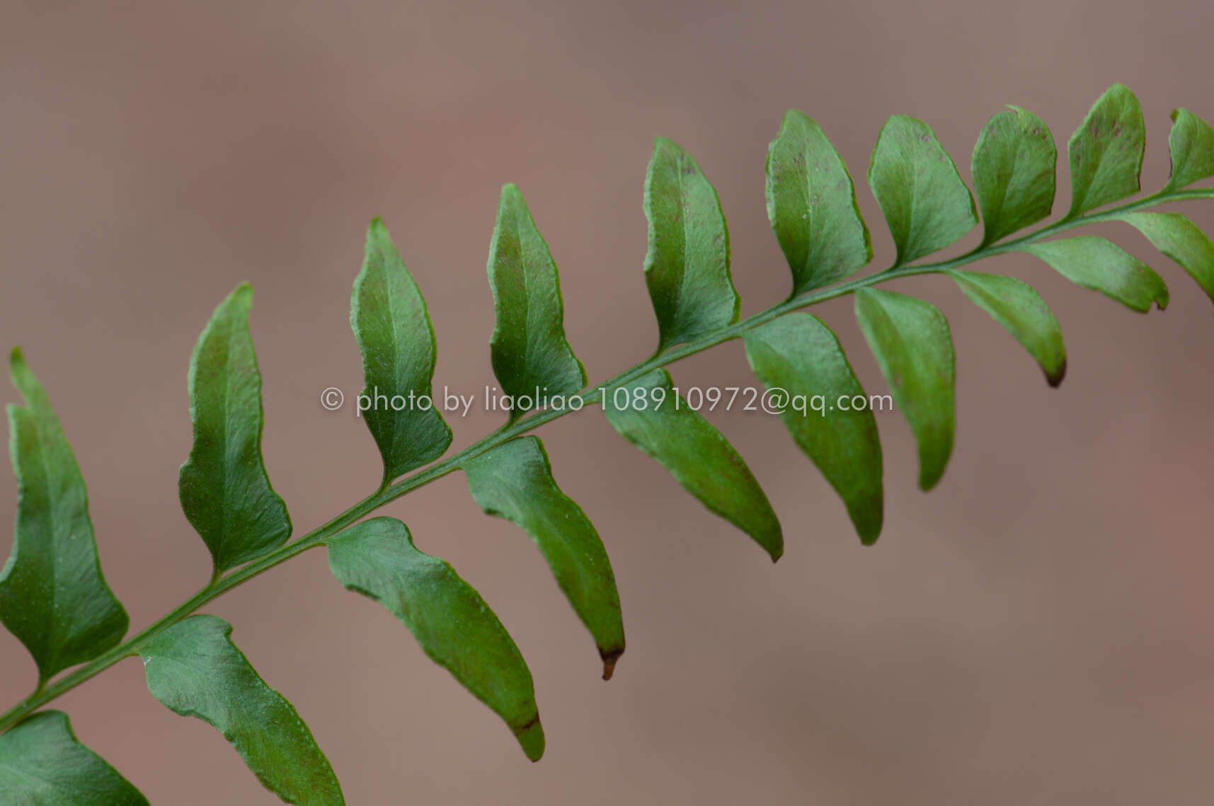 Image of Lindsaea heterophylla Dryand.