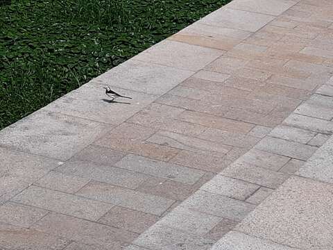 Image of Motacilla alba leucopsis Gould 1838